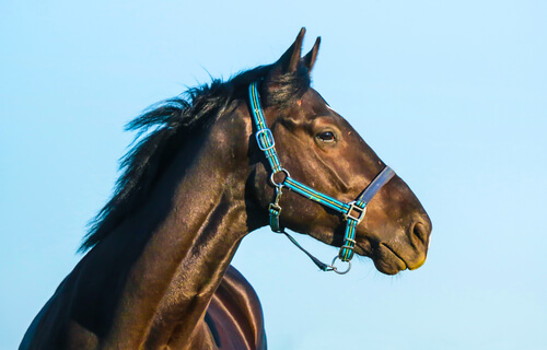 El carácter del caballo