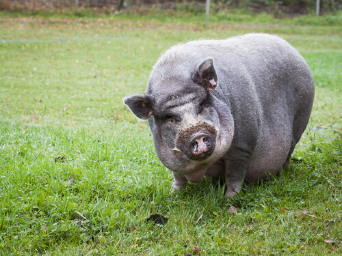 Pot-bellied pig as a pet.