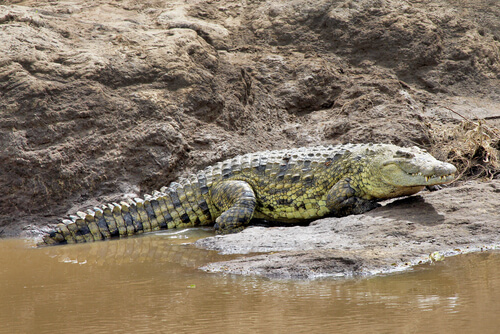 Cocodrilo en su habitat