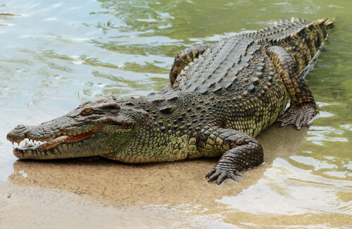 Cocodrilo en el rio