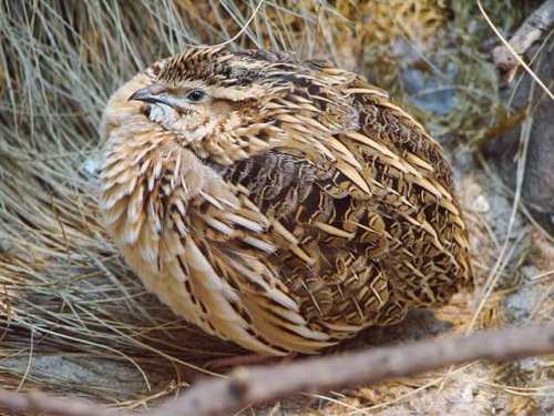 Codorniz acurrucada