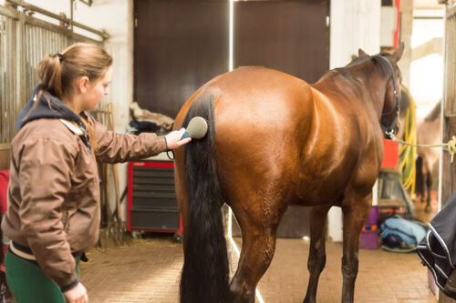 Mujer peinando la cola del caballo