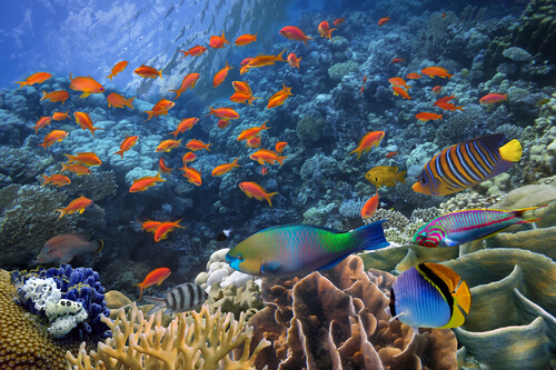 Peces tropicales nadando