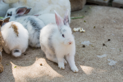 Conejos en casa: consejos de higiene