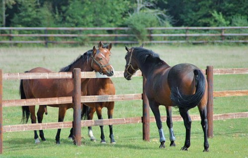 Criar caballos: cuidados y consejos