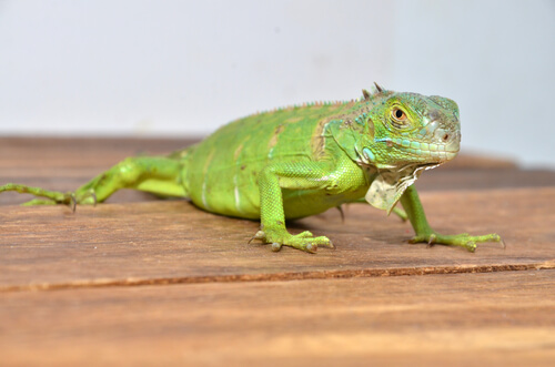 Iguana verde