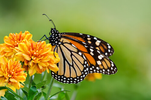 Mariposa en una flor