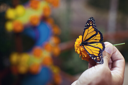 Mariposa en la mano de una persona