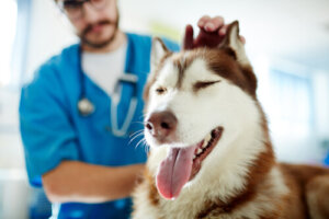 Criptorquidismo en perros
