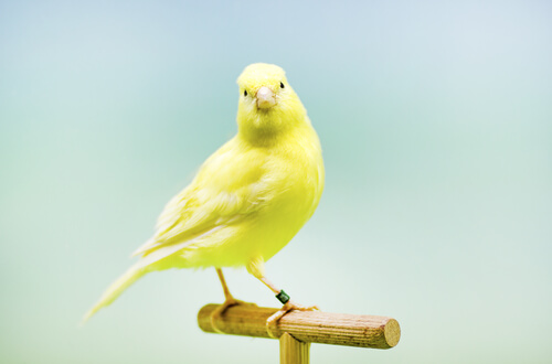 Un canario posando encima de un palo