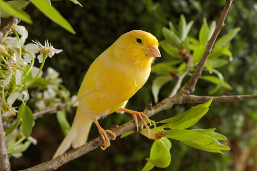 Canario amarillo posado en una rama