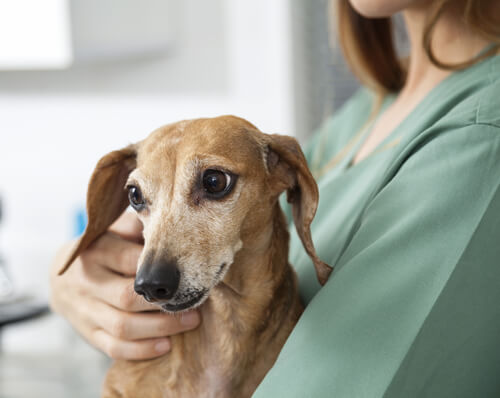 Los cuidados de un perro epiléptico
