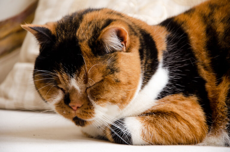 Gato calicó: todo lo que debes saber sobre los mininos tricolor