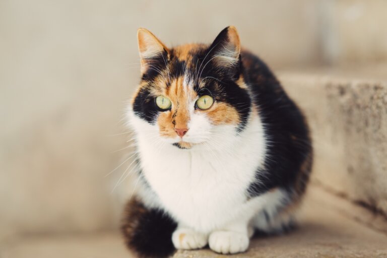 Datos sobre los gatos calicó