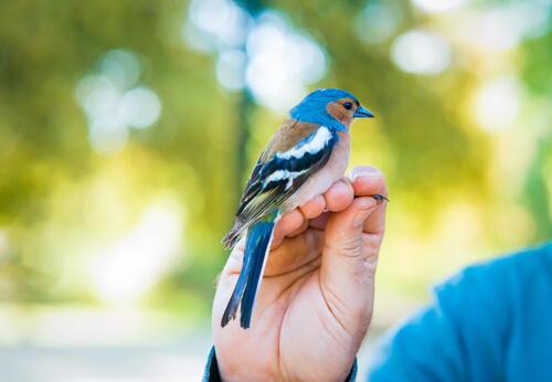 Pajaro comiendo de la mano de una persona