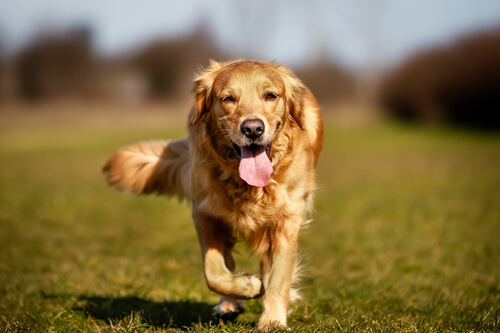 Displasia de codo en perros: causas, síntomas y tratamiento