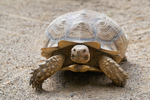 Edad de una tortuga