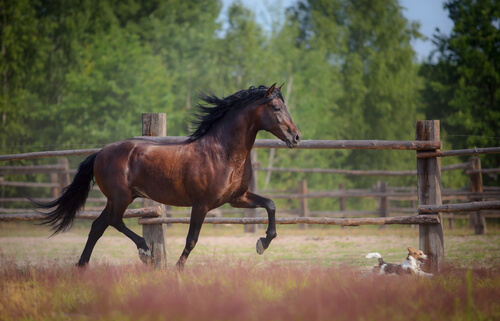 El carácter del caballo