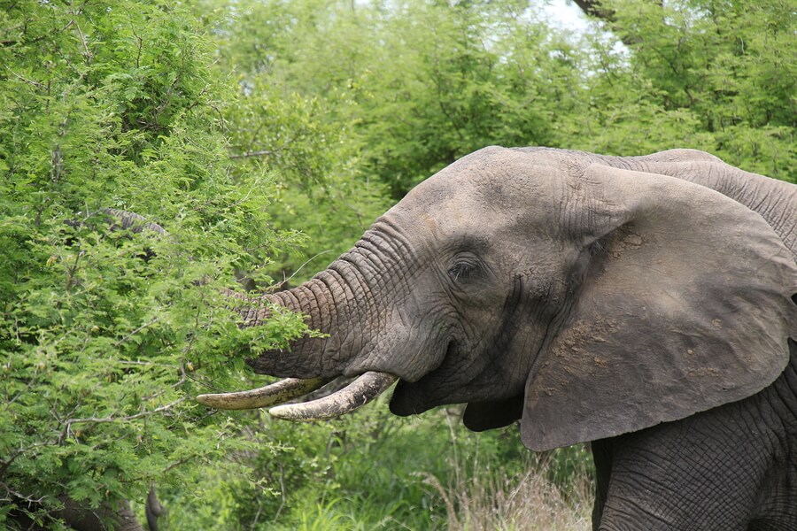 El elefante es un animal herbívoro.