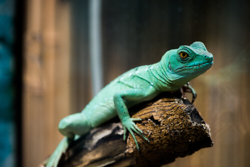 El lagarto en una rama