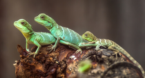 Familia de lagartos en una rama