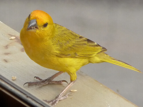 Pajaro amarillo