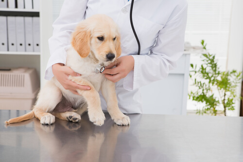 Cómo elegir el veterinario ideal para tu mascota