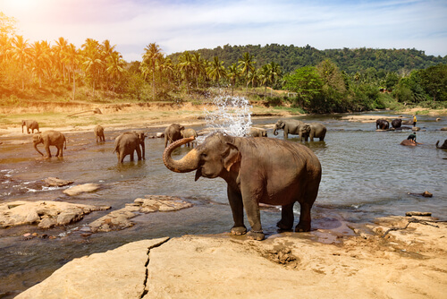 Elefante bañandose en el rio