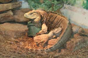 Enfermedades de la iguana