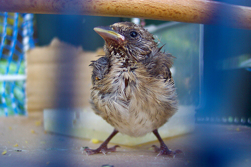 Pajaro en una jaula