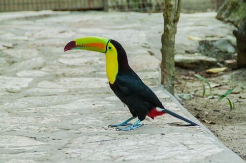 Un tucan en el suelo