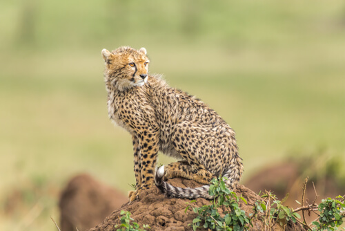 8 Especies De Felinos Que Merece La Pena Que Conozcas