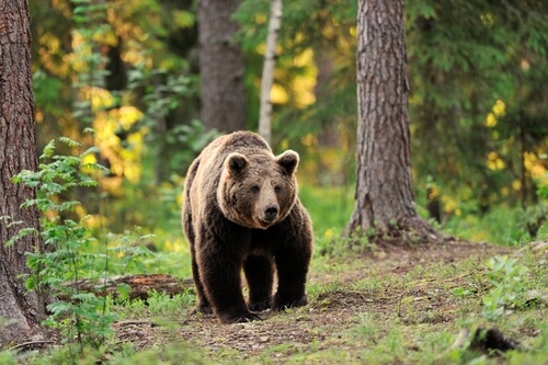 Oso en el bosque