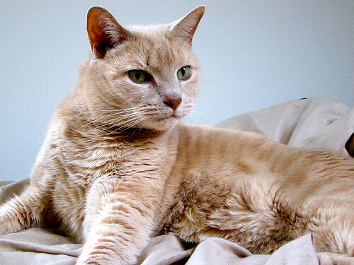 ¿Por qué esterilizar a tu gato? ¿Por qué esterilizar a tu gato?