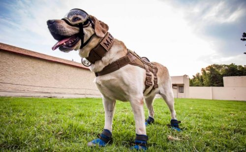Frida il cane che ha salvato le persone in seguito al terremoto in Messico