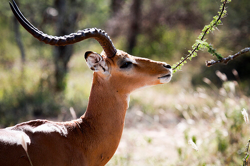 Gacela comiendo