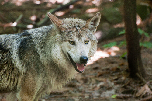 Ganaderos y lobos: ordenando la convivencia