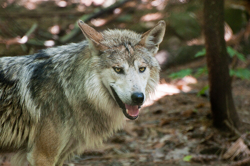 Lobo en el bosque