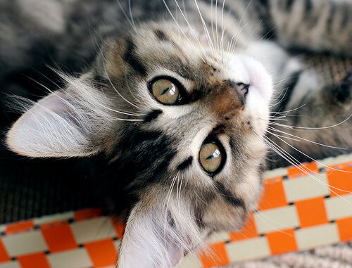 Gato bocarriba