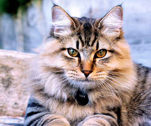 Mirada de un gato bobtail americano