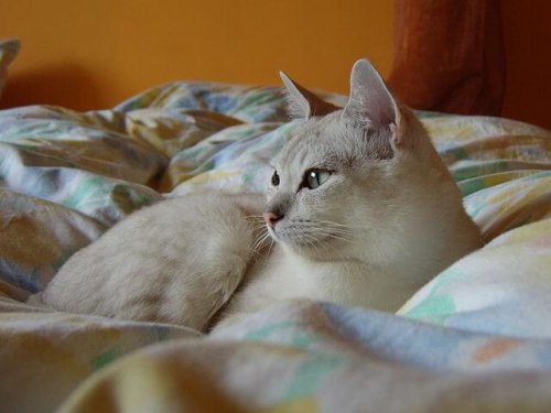 Gato burmilla en la cama