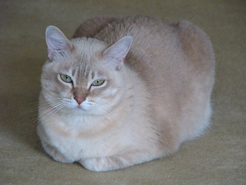 Gato burmilla tumbado