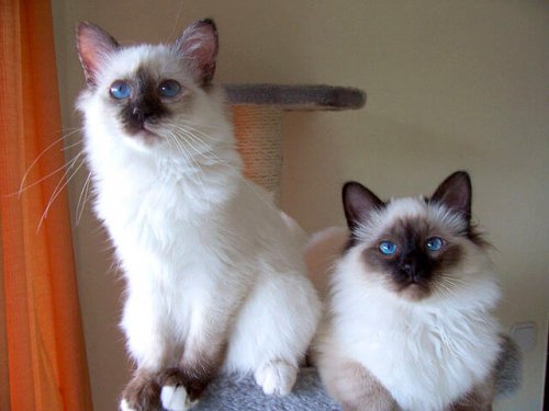 Dos gatos sagrado de birmania