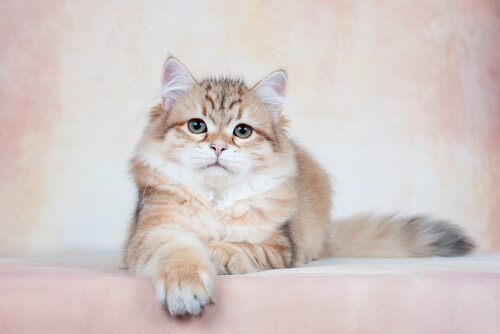 Cria de gato siberiano