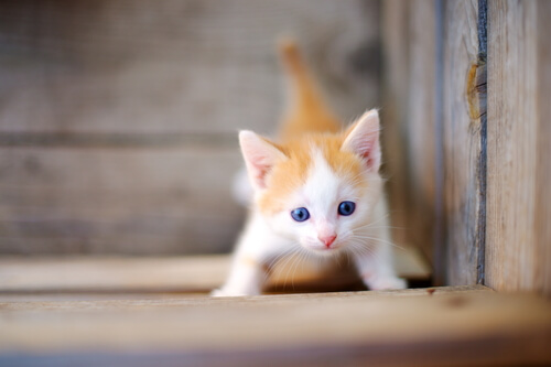 A kitten playing in a wooden box.