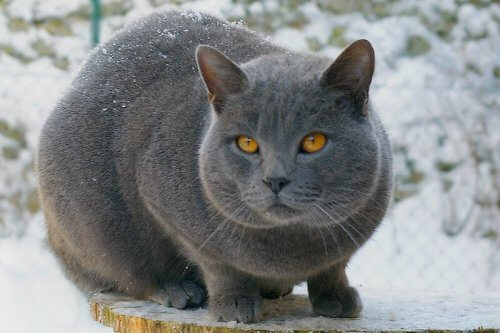 Razas de gatos de pelo corto