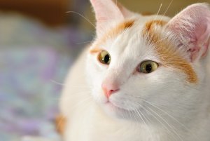 Gatos del grupo I: clasificación de razas según la FIFe