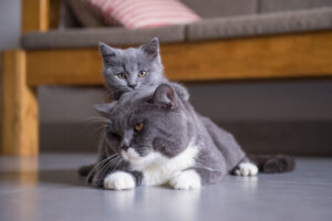 Gatos del grupo III: clasificación de razas según la FIFe