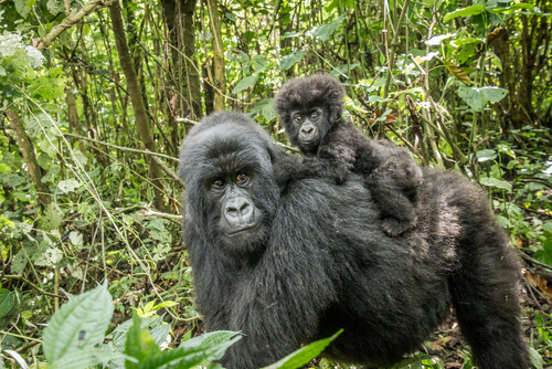 Gorila: características, comportamiento y hábitat