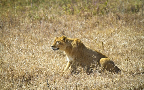 ¿Cómo cazan los grandes felinos?